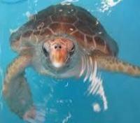 Sea Turtle